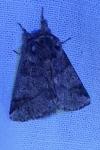 Thaumetopoea processionea