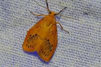 Miltochrista miniata