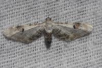 Eupithecia centaureata