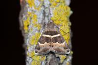 Grammodes stolida