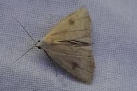 Rivula sericealis