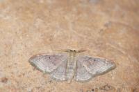 Idaea degeneraria