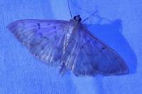 Patania ruralis