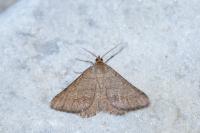Isturgia murinaria