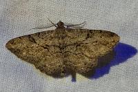 Peribatodes rhomboidaria rhomboidaria