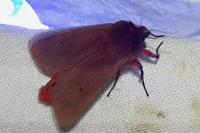 Phragmatobia fuliginosa