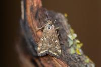 Loxostege sticticalis