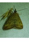 Pyrausta despicata