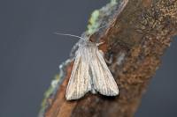 Mythimna riparia