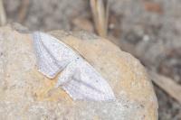 Scopula emutaria
