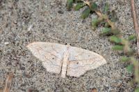 Scopula imitaria