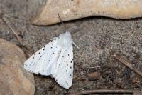 Spilosoma lubricipeda
