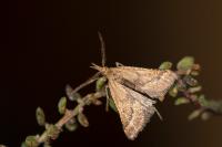 Synaphe punctalis