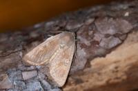 Ammoconia caecimacula