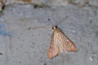 Antigastra catalaunalis