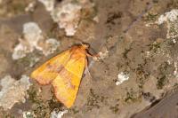 Atethmia centrago