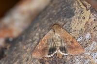 Helicoverpa armigera
