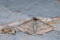 Isturgia murinaria