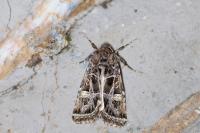 Leucochlaena oditis