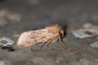Luperina rubella