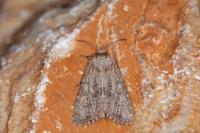 Luperina testacea