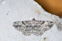 Peribatodes rhomboidaria rhomboidaria