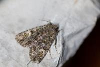 Polymixis lichenea