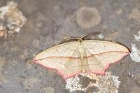 Timandra comae