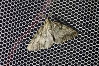 Tephronia sepiaria