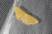 Idaea ochrata