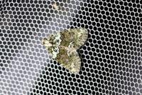 Cryphia algae