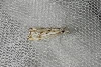 Catoptria falsella