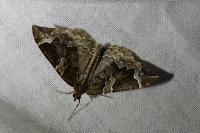 Eulithis prunata