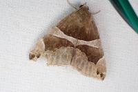 Dysgonia algira