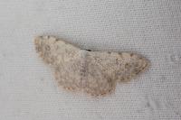 Scopula submutata roseonitens