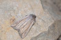 Mythimna riparia