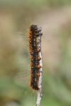 Eriogaster lanestris