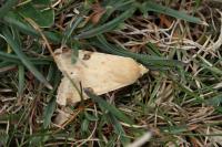 Heliothis peltigera