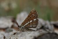 Bupalus piniaria