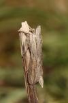 Cucullia umbratica