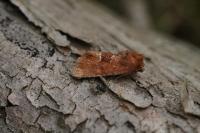 Oligia fasciuncula