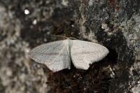 Scopula emutaria