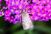 Xestia xanthographa