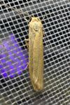 Indalia pygmaeola pallifrons