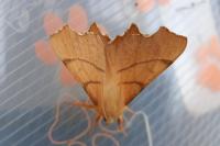 Ennomos erosaria