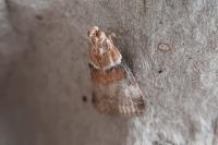Acrobasis tumidana