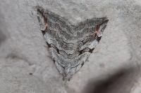 Aplocera efformata/plagiata