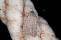 Xestia castanea