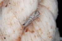Ephestia