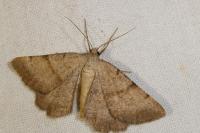 Selidosema brunnearia brunnearia
